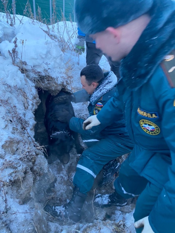 На Камчатке спасатели вызволили собаку, провалившуюся под бетонную плиту