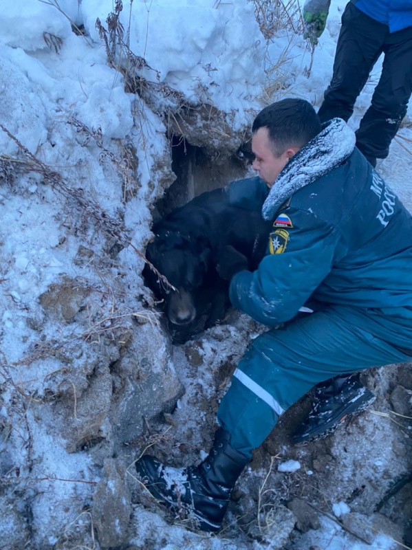 На Камчатке спасатели вызволили собаку, провалившуюся под бетонную плиту