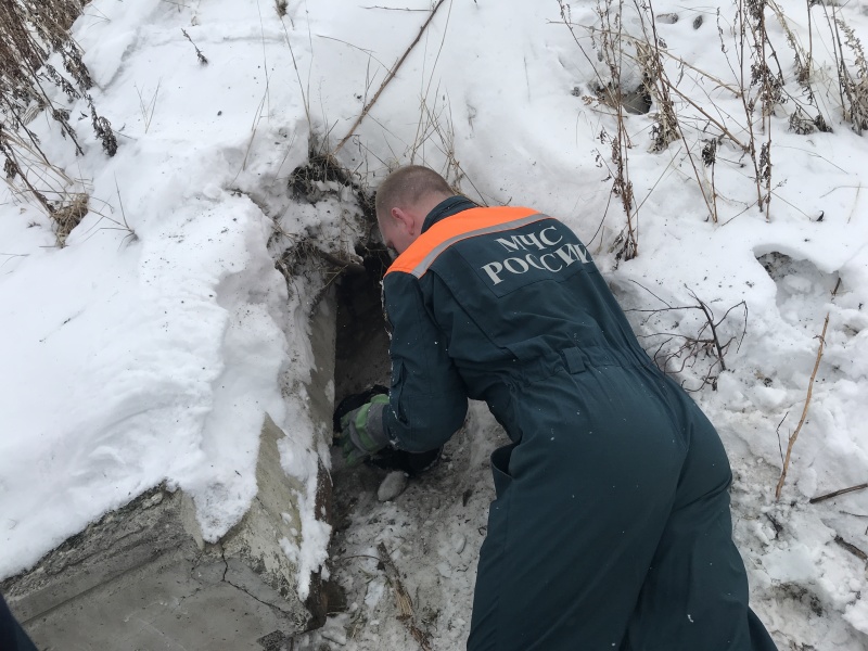 На Камчатке спасатели вызволили собаку, провалившуюся под бетонную плиту