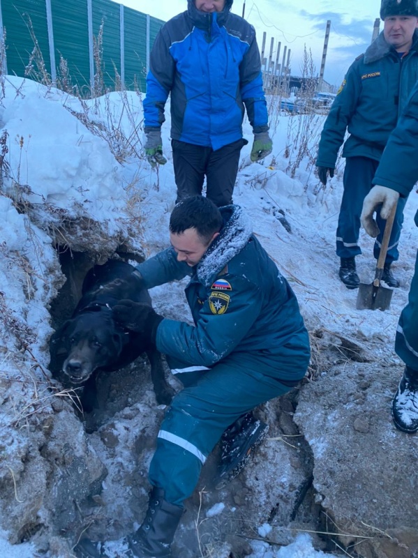 На Камчатке спасатели вызволили собаку, провалившуюся под бетонную плиту