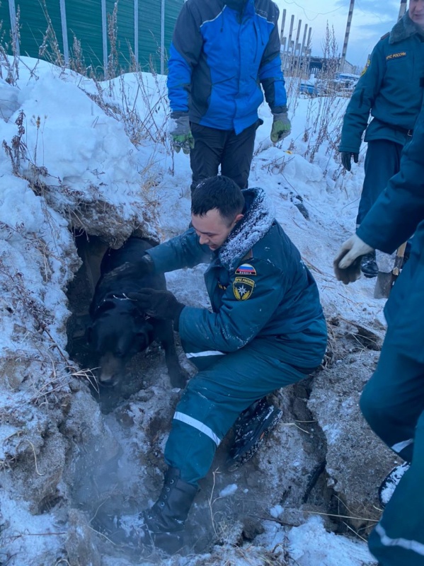 На Камчатке спасатели вызволили собаку, провалившуюся под бетонную плиту